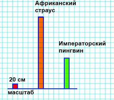 Построй в тетради диаграмму, на которой будет показана высота птиц. Изображай 20 см высоты птицы одной клеткой.